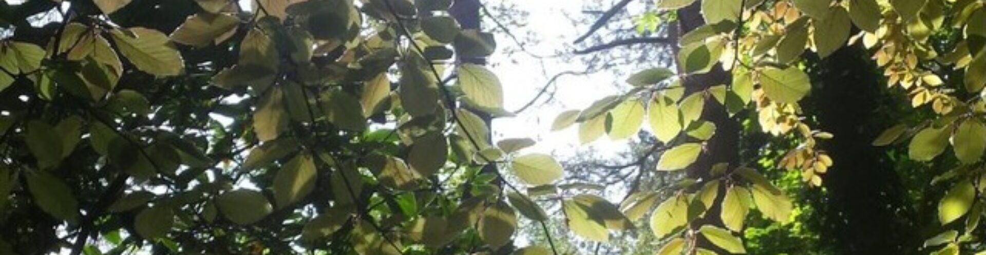 Header Bild Wald
